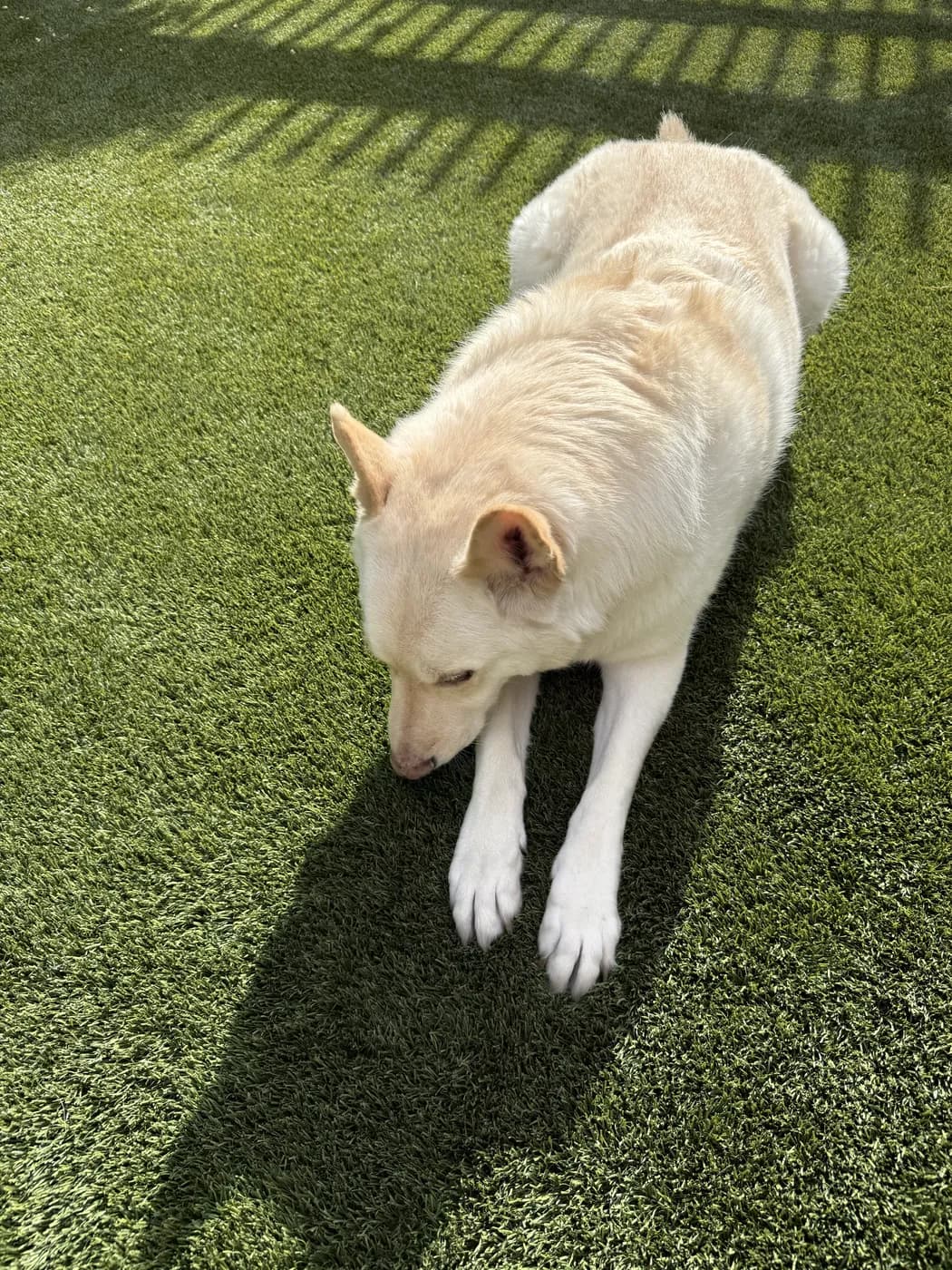 Dog relaxing on freshly cleaned artificial turf in a Las Vegas backyard