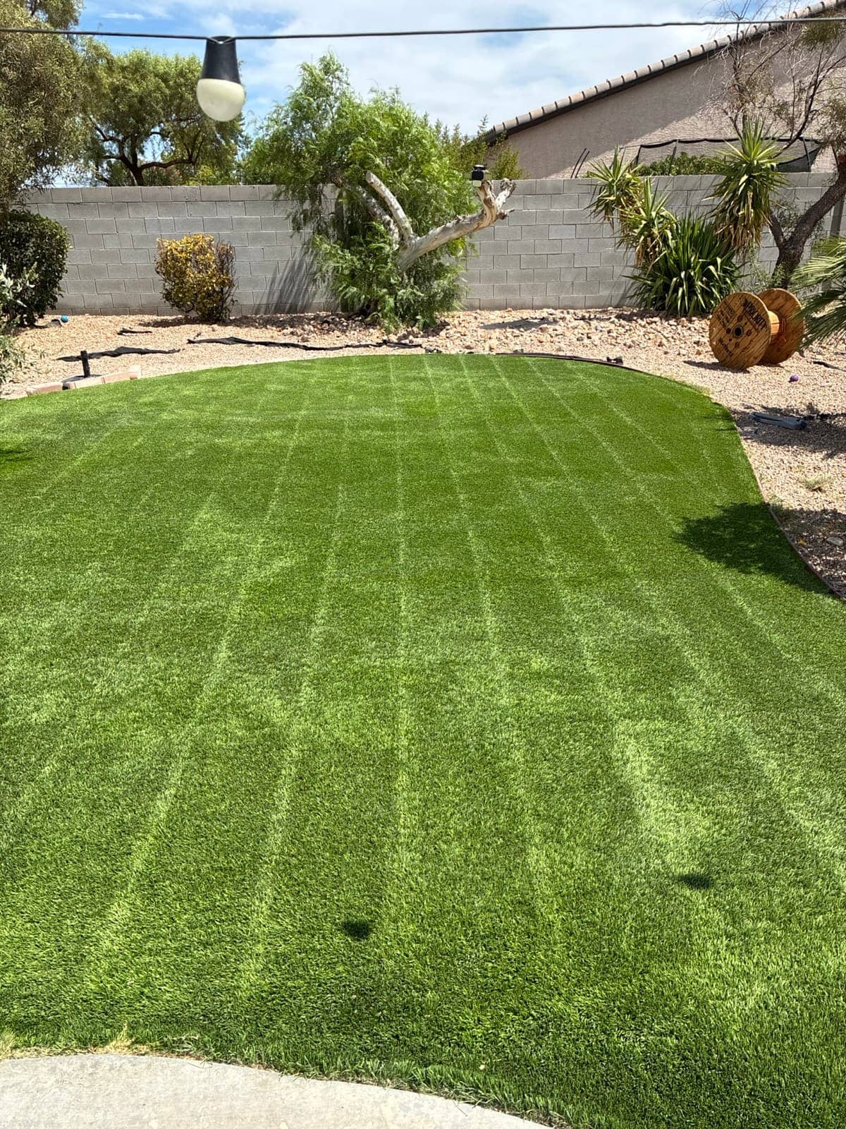 Restored backyard turf, Las Vegas